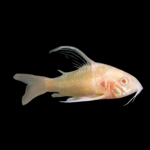 Long Fin Albino Peppered Corydoras Paleatus Catfish – 3cm