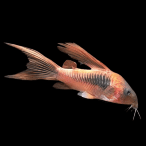 Long Fin Bronze Corydoras Aeneus 3cm Catfish