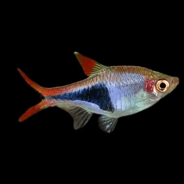 Long Fin Harlequin Rasbora Trigonostigma Heteromorpha