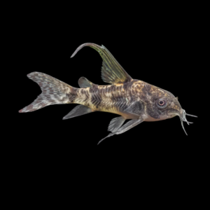 Long Fin Peppered Corydoras Paleatus Catfish – 3cm