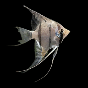 Long Nosed Angelfish Scalare Pterophyllum Dumerilii  5cm
