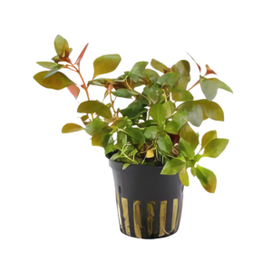 Five Potted Plants Submersed Creeping Ludwigia Plant Ludwigia Repens