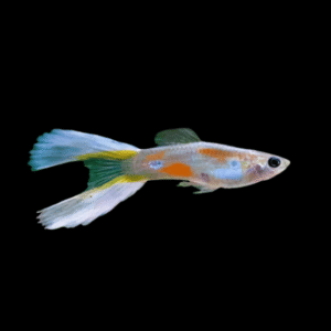 Lyretail Male Guppy Poecilia Reticulata 3cm