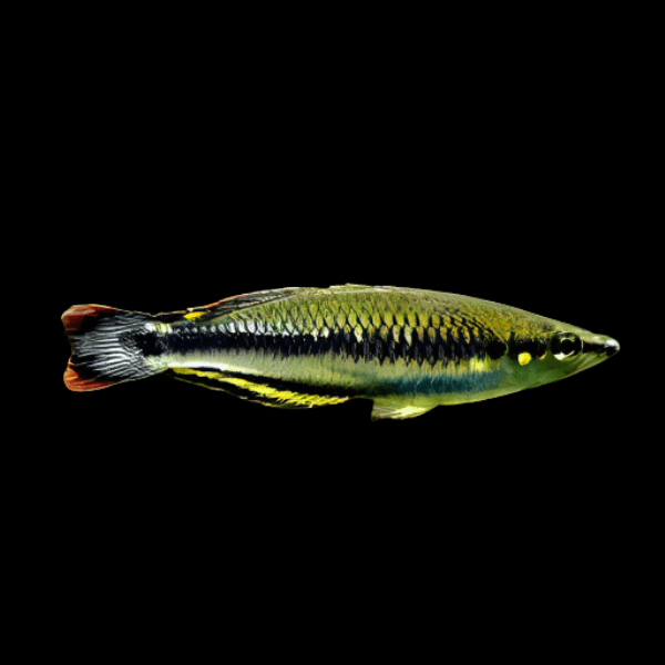 Madagascar Rainbow Fish Bedotia Madagascarensis 4cm