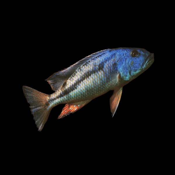 Malawi Hawk Cichlid Aristochromis Christyi – 5cm