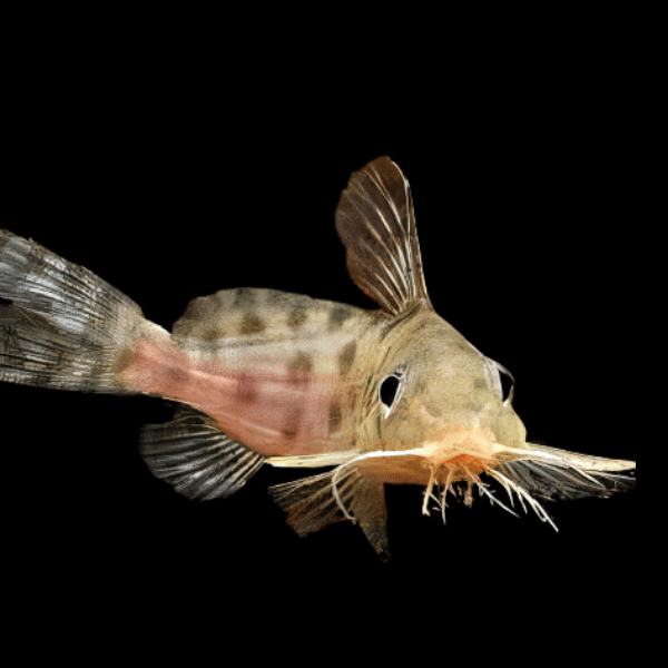 Malawi Squeaker Catfish Synodontis Njasse 5cm