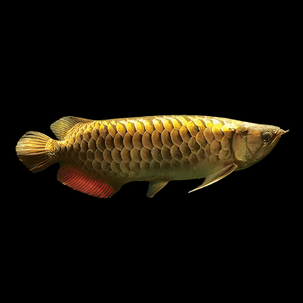 Malaysian 24K Golden Crossback Arowana Scleropages Formosus 20cm