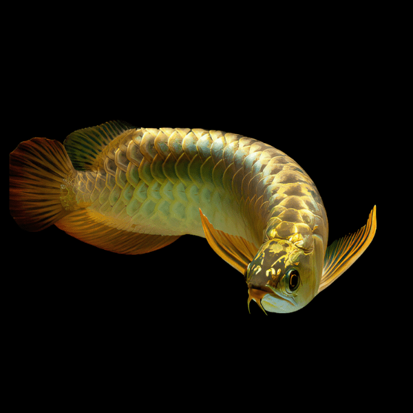 A1 Malaysian 24K Golden High Back Arowana Scleropages Formosus 20cm – Auction