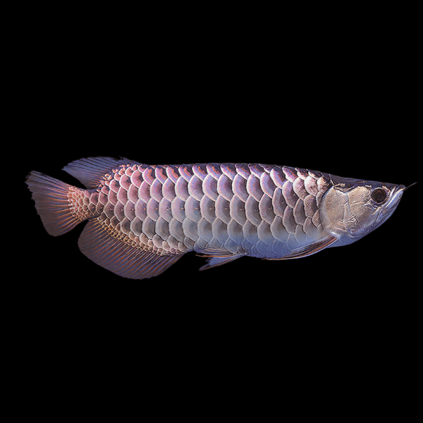 Malaysian Golden Blue Base High Back Arowana Scleropages Formosus 20cm