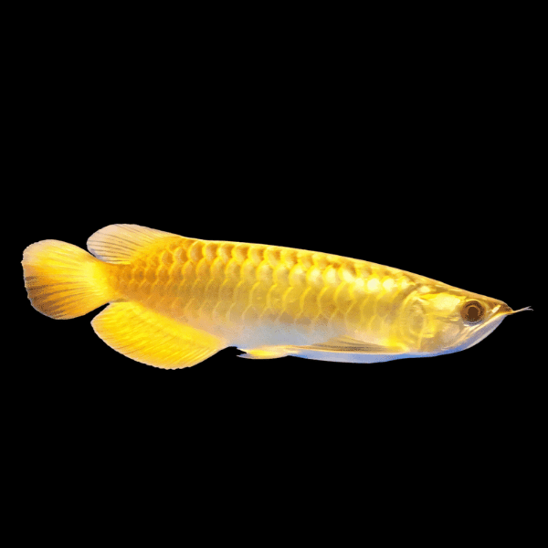 A1 Malaysian Golden Crossback Arowana Scleropages Formosus 20cm – Auction