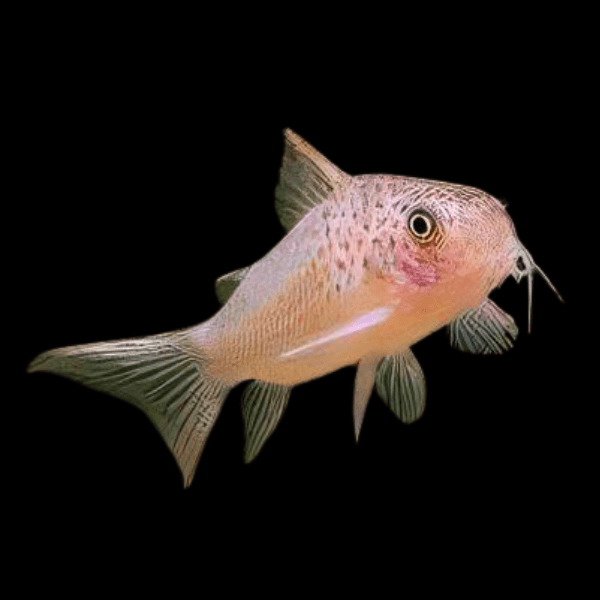 Many Spotted Corydoras Polystictus 4cm Catfish