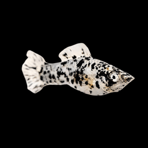 Marble Dalmatian Molly Poecilia Sphenops 3cm