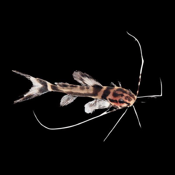 Marbled Achara Catfish Leiarius Marmoratus 10cm