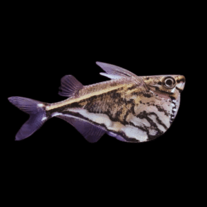 Marbled Hatchet Fish Carnegiella Strigata 4cm