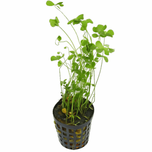 Five Potted Plants Dwarf Four Leaf Clover Plant Marsilea Hirsuta