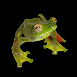 Maylayan Flying Frog Rhacophorus Prominanus 5cm