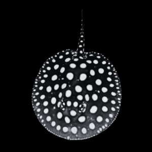 A1 Freshwater Medium Grade Black Diamond Polka Dot Stingray Potamotrygon Leopoldi Male 20cm – Auction