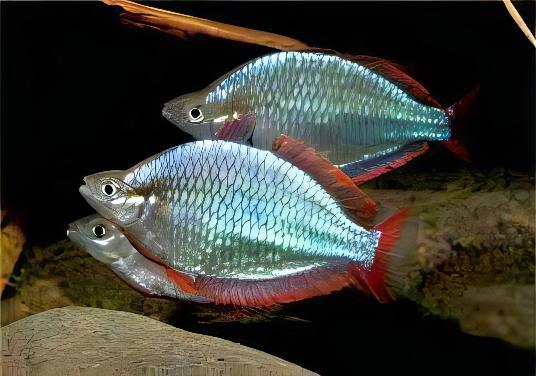 Neon Blue Rainbow Fish Melanotaenia Praecox 5cm - Image 7