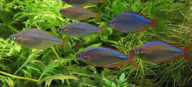 Neon Blue Rainbow Fish Melanotaenia Praecox 5cm - Image 9