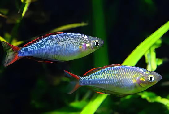 Neon Blue Rainbow Fish Melanotaenia Praecox 5cm - Image 5