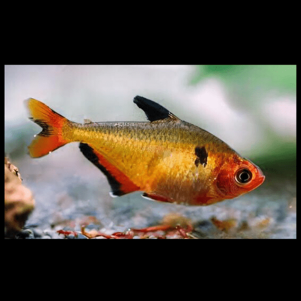 Metallic Brilliant Serpea Tetra Hyphessobrycon Eques 2cm - Image 6