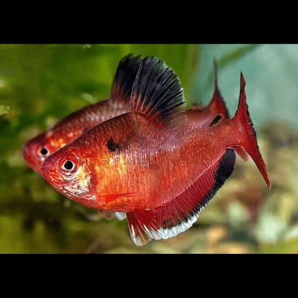 Metallic Brilliant Serpea Tetra Hyphessobrycon Eques 2cm - Image 8