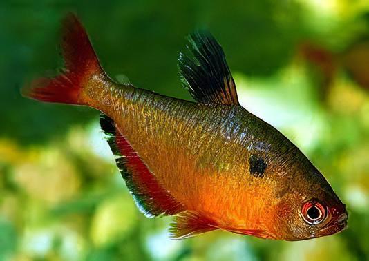 Metallic Brilliant Serpea Tetra Hyphessobrycon Eques 2cm - Image 4