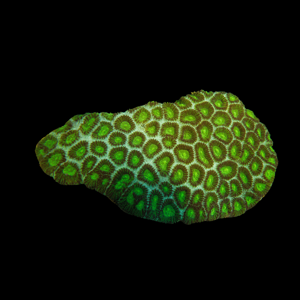 Metallic Green Favites Hard Coral
