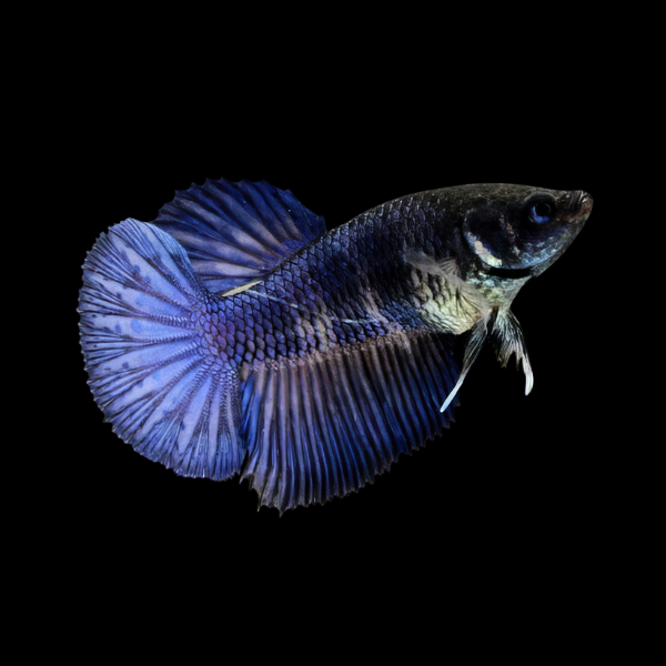 Metallic Half Moon Betta Female Blue Base 3cm