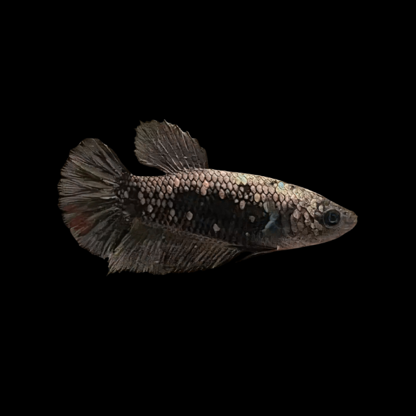 Metallic Half Moon Betta Female Copper 3cm