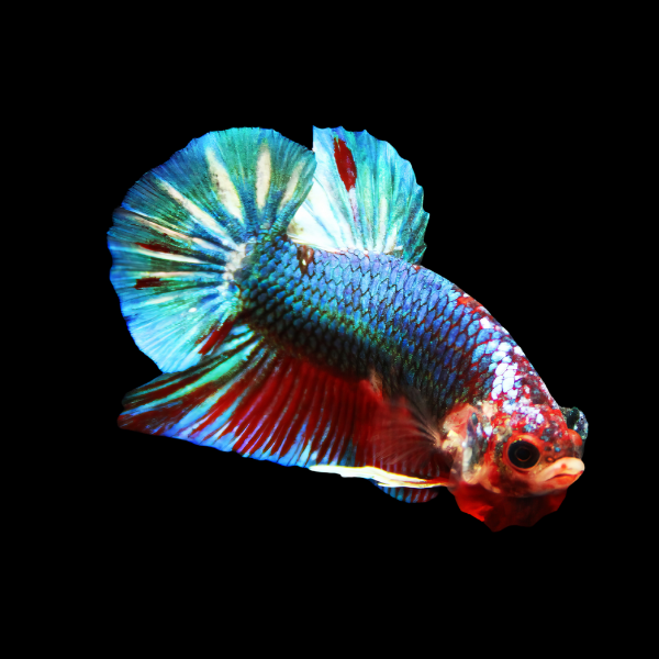 Metallic Half Moon Betta Female Green Base 3cm