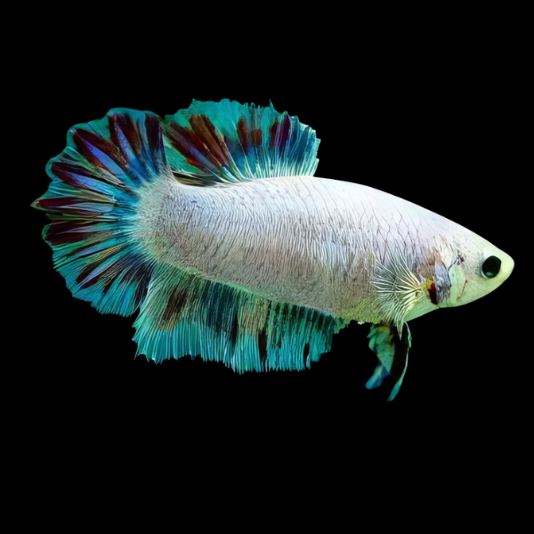 Metallic Half Moon Betta Female White Base 3cm