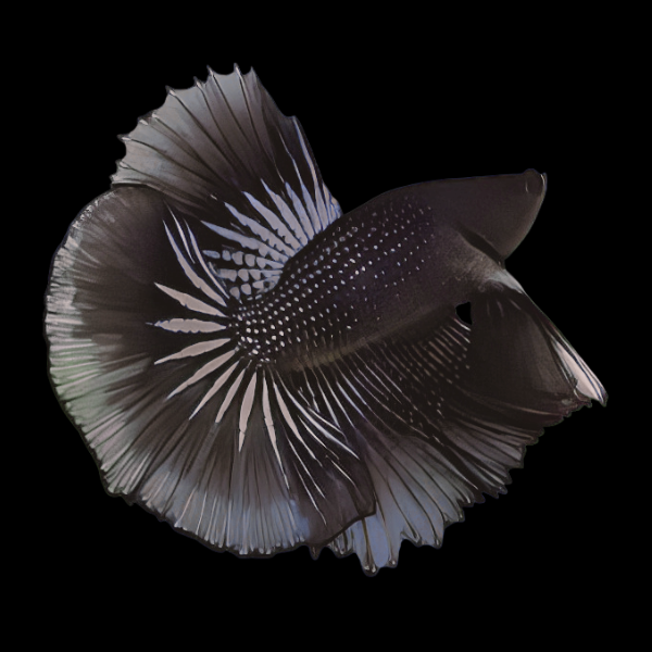 Metallic Half Moon Betta Male Black 3cm