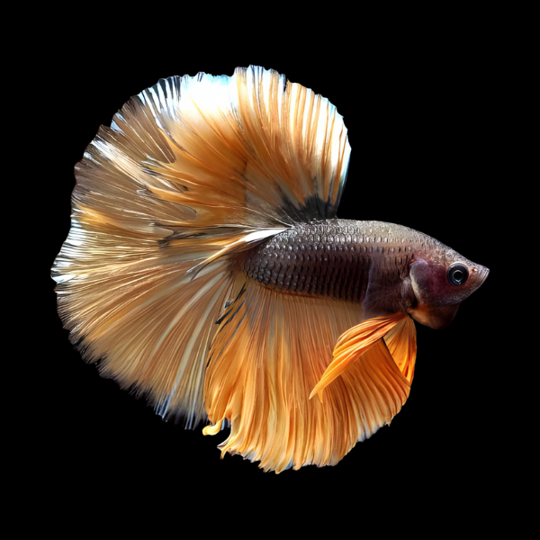 Metallic Half Moon Betta Male Orange Base 3cm