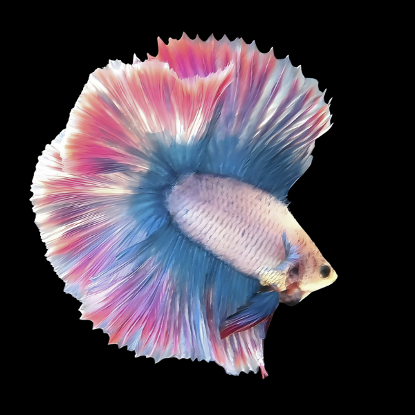 Metallic Half Moon Betta Male Pink Base 3cm