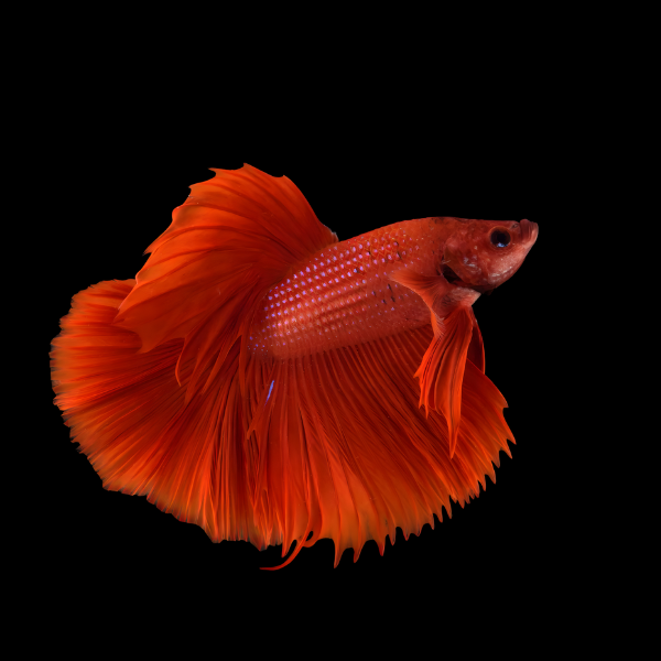 Metallic Half Moon Betta Male Red 3cm