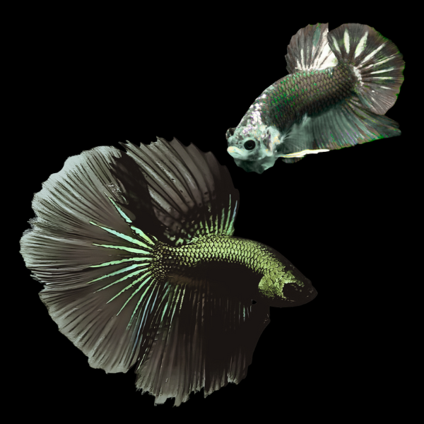 Metallic Half Moon Betta Pair Male & Female Green Base 3cm
