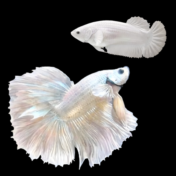 Metallic Half Moon Betta Pair Male & Female Platinum 3cm