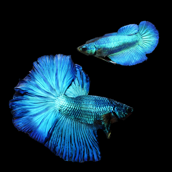 Metallic Half Moon Betta Pair Male & Female Turquoise 3cm