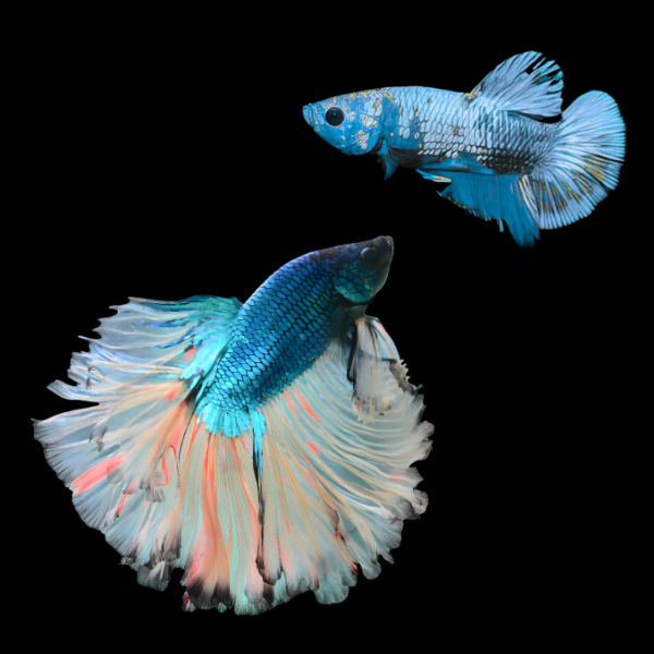 Metallic Half Moon Betta Pair Male & Female Turquoise Base 3cm