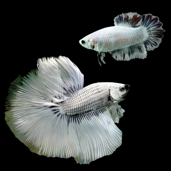 Metallic Half Moon Betta Pair Male & Female White Base 3cm