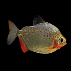 Metynis Spotted Silver Dollar Metynnis Lippincotianu 5cm