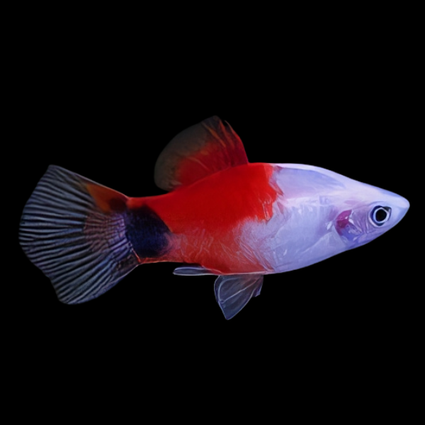 Mickey Mouse Marlboro Platy Xiphophorus Maculatus 3cm