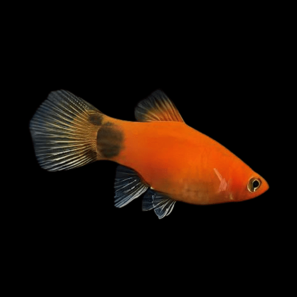 Mickey Mouse Platy Xiphophorus Maculatus 3cm