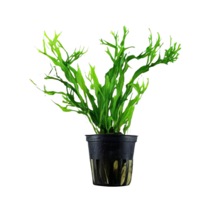 Five Potted Plants Windelov Java Fern Plant Microsorium Windelov