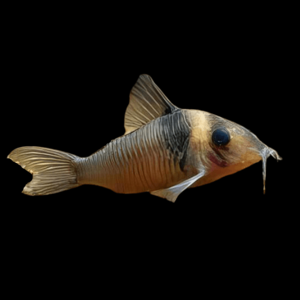 Miguelito Corydoras Virginiae 4cm Catfish