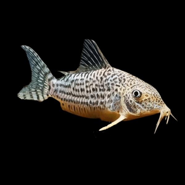 Mosaic Corydoras Haraldschultzi 3cm Catfish
