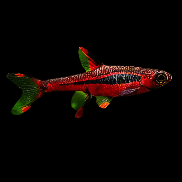 Mosquito Rasbora Boraras Brigittae 2cm