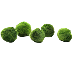 Five Portions of Plants Marimo Moss Ball Plant Cladophora Aegagrophila