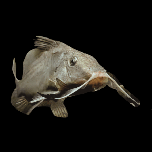 Moustache Catfish Hemisynodontis Membranaceus 10cm